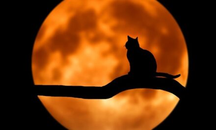 Fortschritt zum Katzenschutz im Kreis Soest!