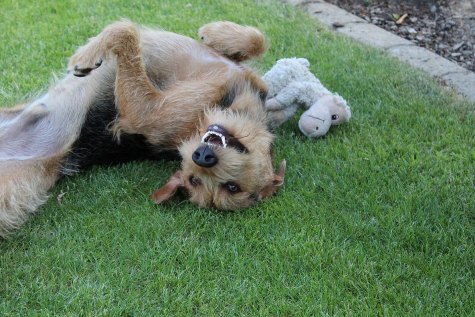 Willi Tierheim Soest